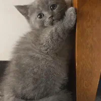 حیوانات تربیت شده