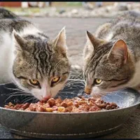 غذای گربه -پت