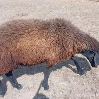 گوسفند