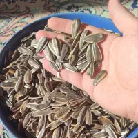 تخمه کانادایی|خوردنی و آشامیدنی|دهگلان, |دیوار