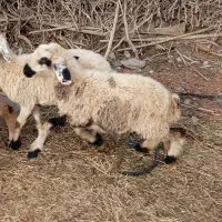 بره|حیوانات مزرعه|جیرفت, |دیوار