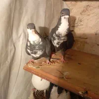 جفت سیاه رسمی خوشکل