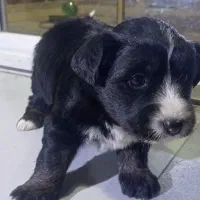 سگ شیتزو میکس