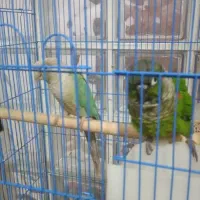 معاوضه یک جفت گرینچک با جفت تخم جوجه ای