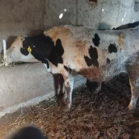 تلیسه هلشتاین سمینتال20 روز به زایمان