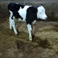 گوساله ی نر سیمینتال اصل