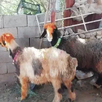 فروش میش بره کهره بز شیشک بختیاری شهر کردی|حیوانات مزرعه|کوار, |دیوار