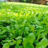 نهال کاهو