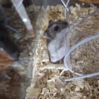 همستر|موش و خرگوش|شهریار, شهرک وائین|دیوار