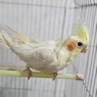 عروس هلندی ماده اماده جفت گیری