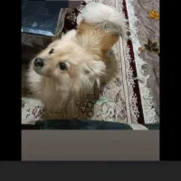 سگ گم شده