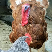 جوجه بوقلمون بوربون دو هفته ای