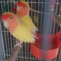 یک جفت عروس هلندی و طوطی برزیلی|پرنده|ری, فیروزآبادی|دیوار