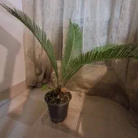 گل وگیاه|گل و گیاه طبیعی|تهران, تهرانسر مرکزی|دیوار