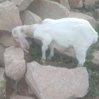 بزغاله و کهره