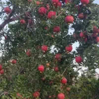 آب و باغ و زمین زعفران