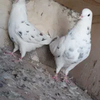 ۴ جفت پرنده تهران|پرنده|ایذه, |دیوار