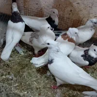 کفترفروشی رودان|پرنده|بندرعباس, |دیوار