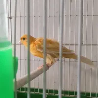 قناری پرتغالی نر مست