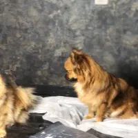 پامر خرسی حامله هست|سگ|کاشمر, |دیوار