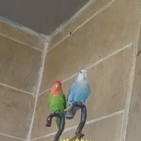 طوطی برزیلی مولد پرنده فنچ قناری مرغ عشق کفتر