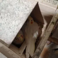 عروس هلندی با تخم