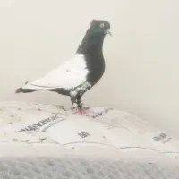 کبوترسینه‌سرخ کل دمی|پرنده|شیراز, شیخ علی چوپان|دیوار