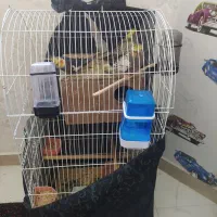 عروس هلندی نروماده|پرنده|ری, علایین|دیوار