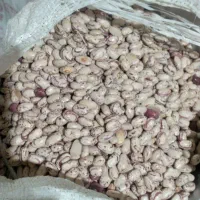 لوبیا چیتی درجه یک به صورت عمده