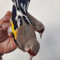 سهره تازه گیر