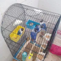 طوطی کوتوله