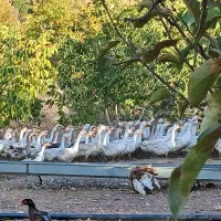 فروش غازدورگه صدرصد محلی|حیوانات مزرعه|بانه, |دیوار