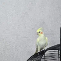 عروس هلندی|پرنده|قم, انسجام|دیوار