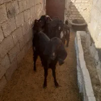 دوعددبز بزغاله دارو ۶ بزغاله جدا