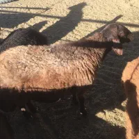 دو عدد میش افشاری درشت|حیوانات مزرعه|تربت‌حیدریه, ترمینال|دیوار