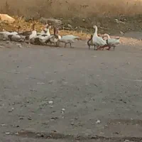 غاز محلی تخم گذار|حیوانات مزرعه|مشگین شهر, |دیوار