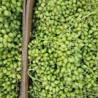 سلام غوره درجه یک فرخی وعسگری دورمیدان امام
