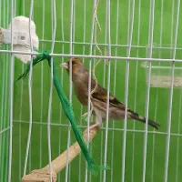 سهره قناری|پرنده|ساری, |دیوار