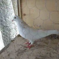 کبوتر ماده تهرانی پرشی پاپر سفید گردن خال