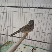 ۱۰عددقناری آگات مست بخون|پرنده|قزوین, |دیوار