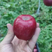 کارشناس مشاور باغبانی و فضای سبز