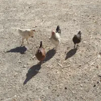 8عدد مرغ و خروس