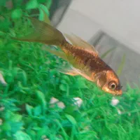 ماهی|ماهی|ارومیه, |دیوار