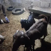 حیوانات مزرعه|حیوانات مزرعه|فریمان, |دیوار