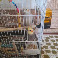 عروس هلندی|پرنده|میناب, |دیوار