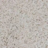 برنج فجر سوزنی امسال سورت شده