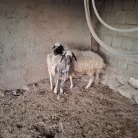 دو راس گوسفند جوان|حیوانات مزرعه|بولی, |دیوار