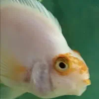 پرت کوهاکو|ماهی|شیراز, وصال|دیوار