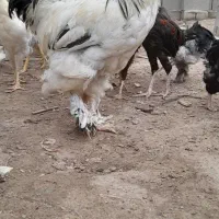 خروس برهما اصیل|حیوانات مزرعه|بندر ترکمن, |دیوار