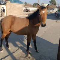 کره اسب نریان